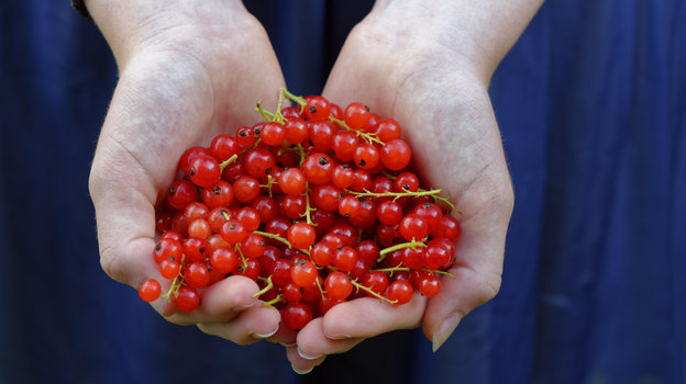 Красная смородина. Фото Global Look Press Красная смородина. Фото Global Look Press