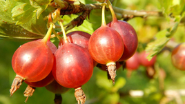 Крыжовник: польза и вред для организма человека