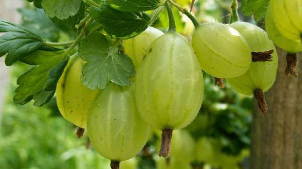 Крыжовник. Крыжовник.