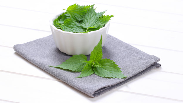 Крапива. Фото Global Look Press Крапива. Фото Global Look Press