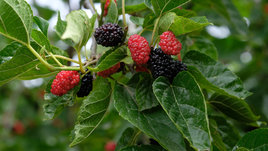 Шелковица: польза и вред для организма