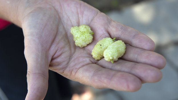 Вкусные плоды шелковицы можно не только употреблять в свежем виде. Фото Global Look Press Вкусные плоды шелковицы можно не только употреблять в свежем виде. Фото Global Look Press