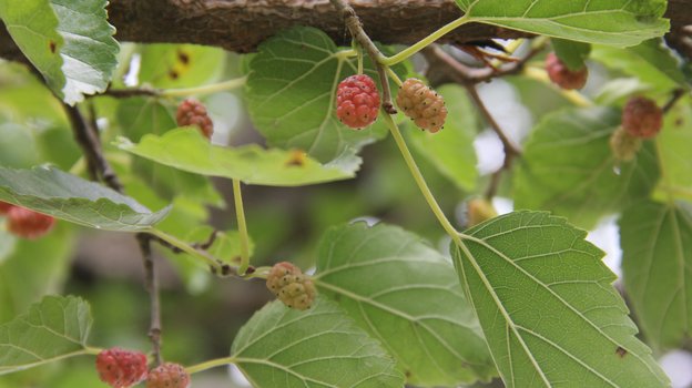 Шелковицу называют тутовым деревом. Фото Global Look Press Шелковицу называют тутовым деревом. Фото Global Look Press