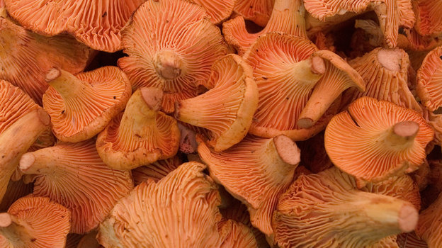 Лисичку легко узнать по желто-оранжевому цвету, ее шляпка и ножка составляют одно целое. Фото Global Look Press Лисичку легко узнать по желто-оранжевому цвету, ее шляпка и ножка составляют одно целое. Фото Global Look Press