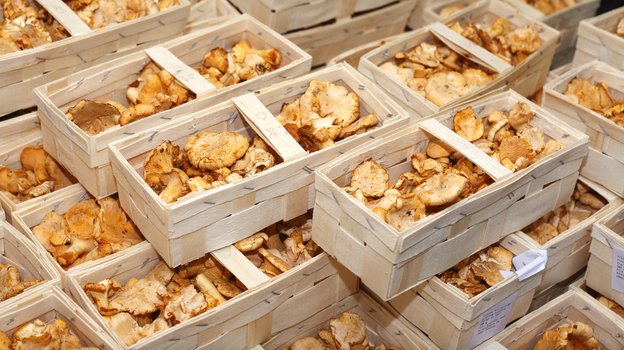 У лисичек маленький срок хранения. Фото Global Look Press У лисичек маленький срок хранения. Фото Global Look Press