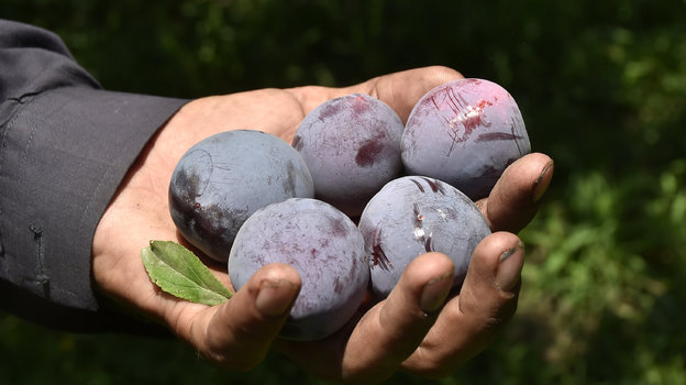 Первые плоды сливы созревают уже в июне. Фото Global Look Press Первые плоды сливы созревают уже в июне. Фото Global Look Press