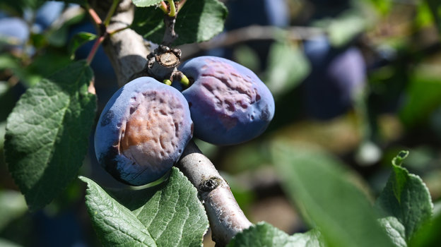 Слива богата клетчаткой и фруктовыми кислотами. Фото Global Look Press Слива богата клетчаткой и фруктовыми кислотами. Фото Global Look Press