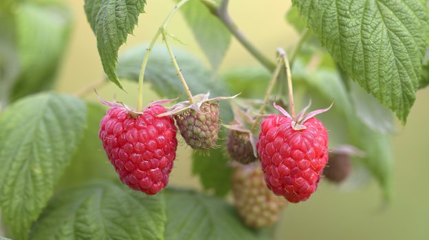 Малину выращивают как в южных регионах, так и в центральной полосе, вплоть до Урала и Сибири. Фото Global Look Press Малину выращивают как в южных регионах, так и в центральной полосе, вплоть до Урала и Сибири. Фото Global Look Press
