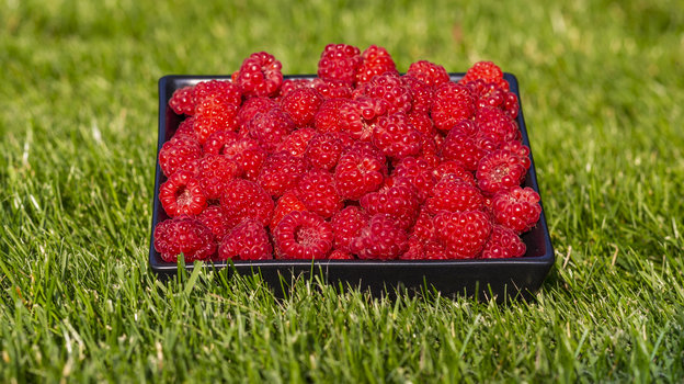 Малину не рекомендуется есть в период обострения болезней ЖКТ. Фото Global Look Press Малину не рекомендуется есть в период обострения болезней ЖКТ. Фото Global Look Press