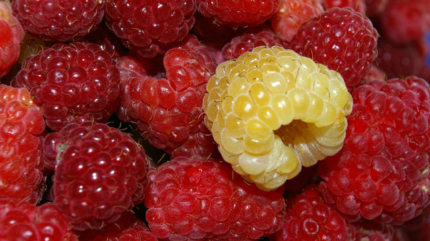 Чем слаще сорт малины, тем выше гликемический индекс. Фото Global Look Press Чем слаще сорт малины, тем выше гликемический индекс. Фото Global Look Press