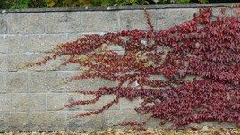 5 ягод, которые опасны для жизни и здоровья человека