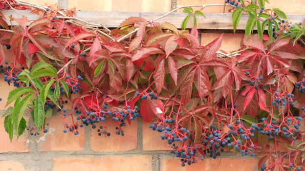 Девичий виноград. Девичий виноград.