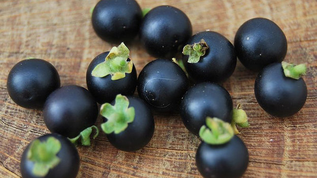 Паслен. Паслен.