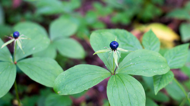 Вороний глаз. Вороний глаз.