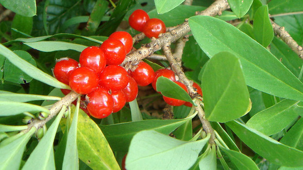 Волчеягодник. Волчеягодник.