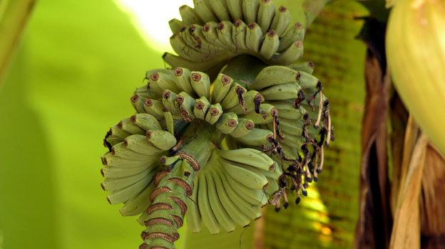 Как растут бананы. Фото Global Look Press Как растут бананы. Фото Global Look Press