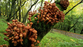 Опята в Подмосковье 2022: где искать, как собирать, полезные свойства