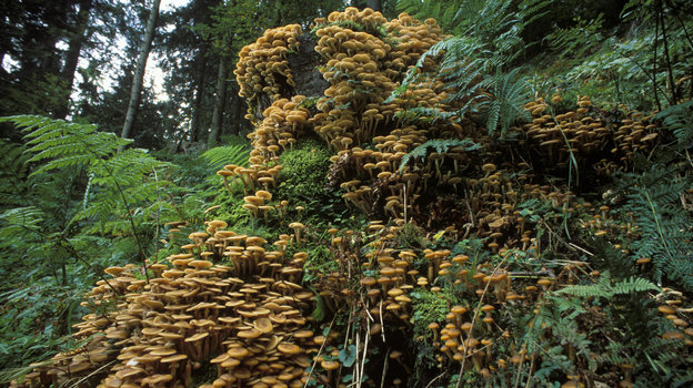 Опята. Фото Global Look Press Опята. Фото Global Look Press