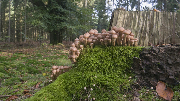 Опята. Фото Global Look Press Опята. Фото Global Look Press