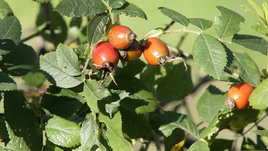 Польза и вред шиповника. Мнение эксперта