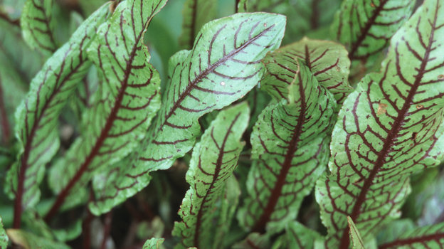 Щавель. Фото Global Look Press Щавель. Фото Global Look Press