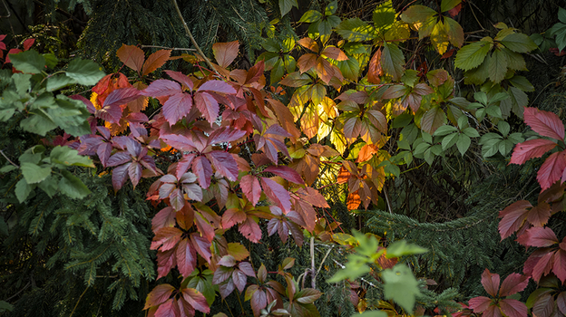 Бабье лето. Фото Global Look Press Бабье лето. Фото Global Look Press