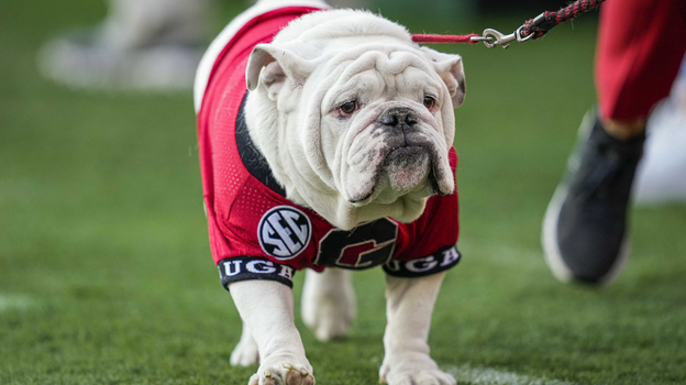 «Бульдог Джорджии». Фото Reuters «Бульдог Джорджии». Фото Reuters