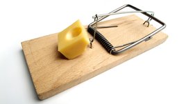 Как избавиться от мышей на даче подручными средствами?