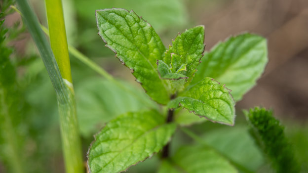 Мята эффективна в борьбе с мышами. Фото Global Look Press Мята эффективна в борьбе с мышами. Фото Global Look Press