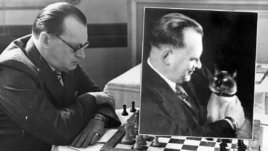 Тайным оружием шахматиста Алехина был кот. Он брал его на все турниры