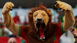 Берберские львы, бразильский кот, верблюжий конкурс красоты и ночные бабочки в Катаре