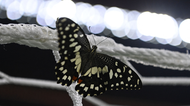 Бабочка на футбольных воротах чемпионата мира. Фото Кирилл Кудрявцев, AFP Бабочка на футбольных воротах чемпионата мира. Фото Кирилл Кудрявцев, AFP