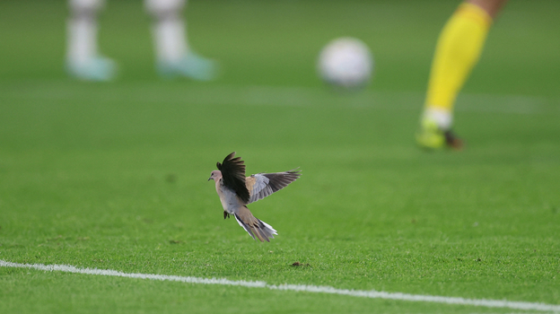 Голубь на футбольном поле во время матча чемпионата мира в Катаре. Фото Reuters Голубь на футбольном поле во время матча чемпионата мира в Катаре. Фото Reuters