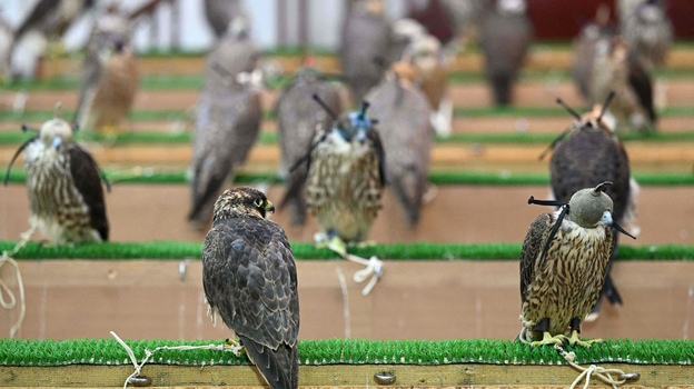 Сокол — символ Катара. Фото AFP Сокол — символ Катара. Фото AFP