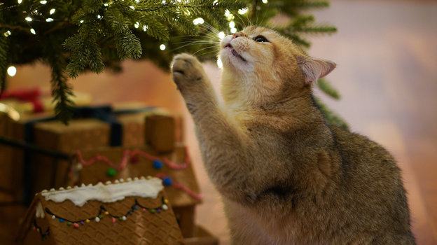 Кот под новогодней елкой. Фото YoonJae Baik/Unsplash Кот под новогодней елкой. Фото YoonJae Baik/Unsplash