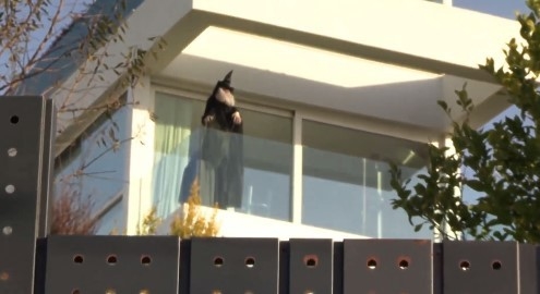 Кукла ведьмы на балконе Шакиры. Фото La Vanguardia Кукла ведьмы на балконе Шакиры. Фото La Vanguardia