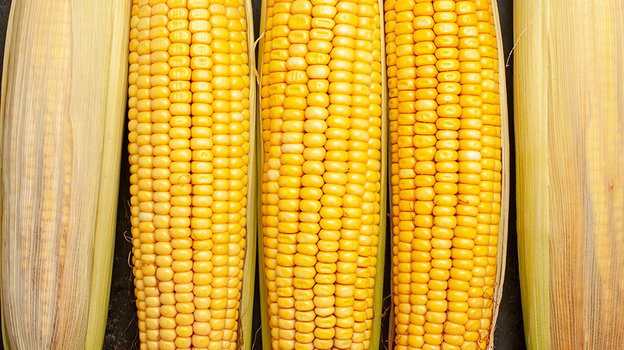 Кукуруза. Фото Freepik/KamranAydinov Кукуруза. Фото Freepik/KamranAydinov