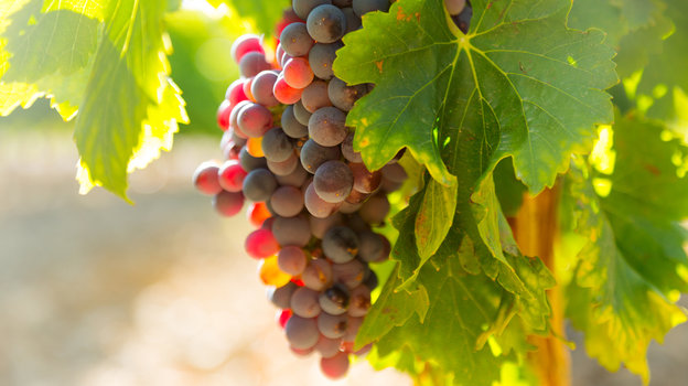 Виноград. Спелый виноград