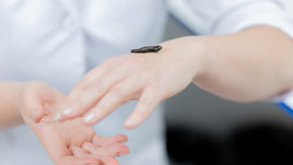 Лечение пиявками: мифы и правда о гирудотерапии