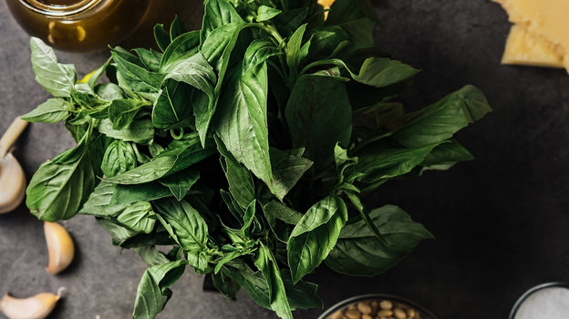 Базилик. Базилик