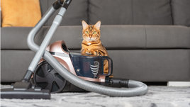 Как часто нужно пылесосить в квартире?