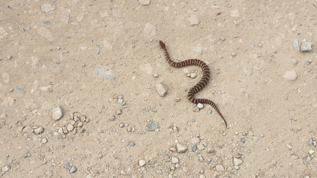 Обыкновенный щитомордник — ядовитая змея. Обыкновенный щитомордник