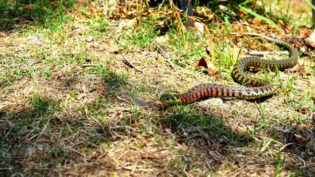 Тигровый уж — ядовитая змея. Тигровый уж