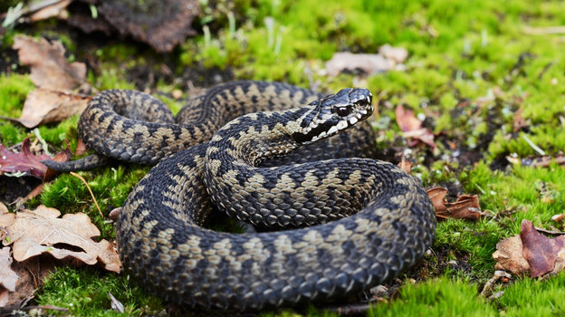 Обыкновенная гадюка ядовитая. Обыкновенная гадюка