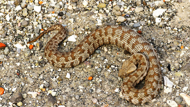 Гюрза — ядовитая змея. Гюрза