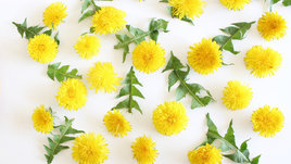 Желтые одуванчики на белом фоне