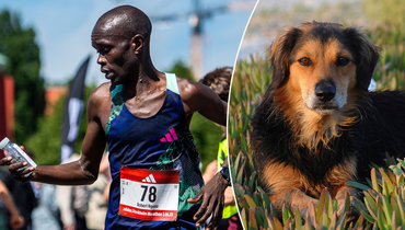 Псу под хвост. Агрессивная собака лишила марафонца победы и миллионного гонорара