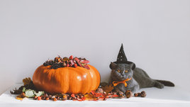 Кот и тыква