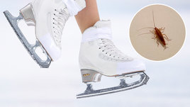 Наших фигуристов селят на «Гран-при» к тараканам. Они правда гордость страны?