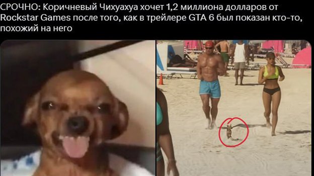 Петиция от озлобленной чихуахуа.